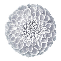 White dahlia flower, white isolated background.   Closeup.    For design.  Nature.      