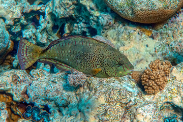 Dotted Parrotfish - Calotomus viridescens,  Red Sea,Egypt