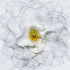 Naklejka na ściany i meble White flower. Floral white background. Closeup. Nature. 