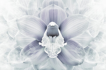 White flower. Florel white background.  Closeup.  Nature. 