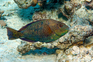 Naklejka premium Dotted Parrotfish - Calotomus viridescens, Red Sea,Egypt
