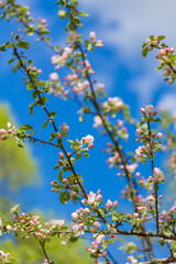 blooming tree