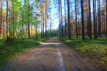 Obraz premium sunny summer day in green park, beautiful landscape trees background
