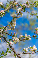 blooming tree