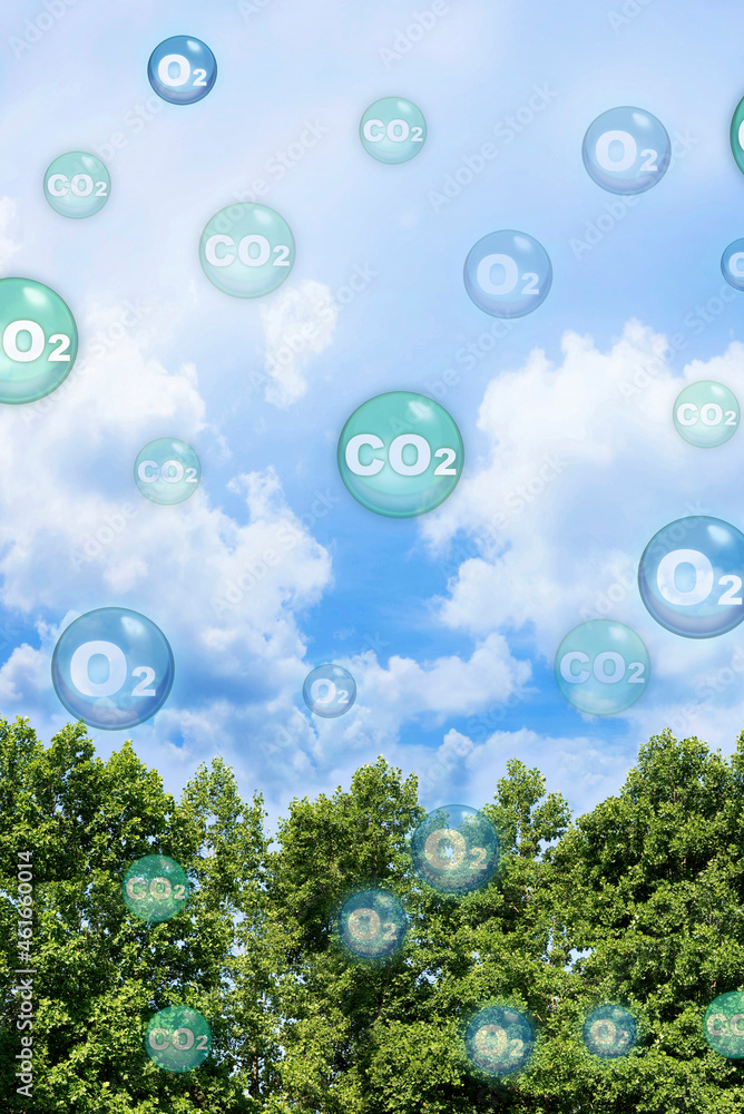 Wall mural tree canopy against a sky background with oxygen o2 and carbon dioxide co2 molecules - carbon dioxid