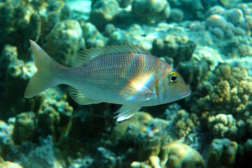 Fototapeta premium Picnic sea bream fish, Red sea, Egypt