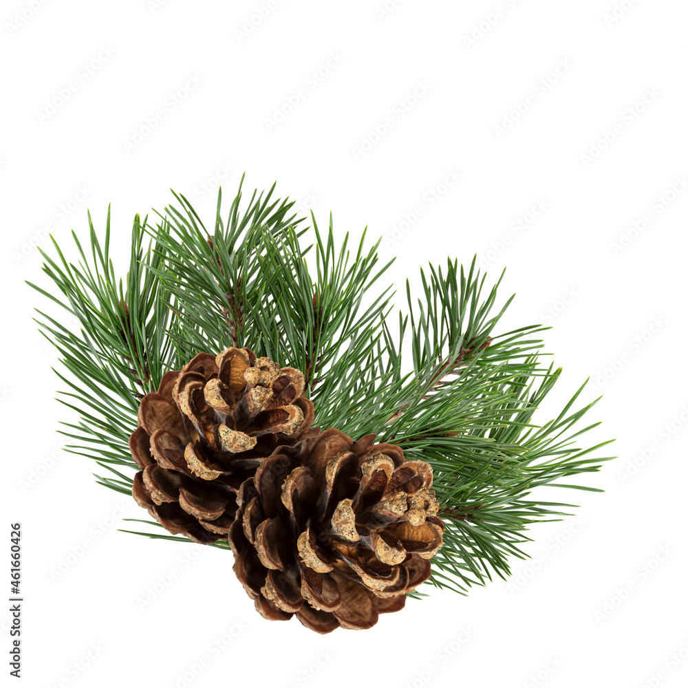 Poster a branch of a Christmas tree with cones in isolation on a white background