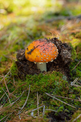 Blurred image of a fly agaric sprouting from the ground, against the background of the forest.