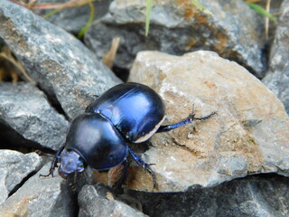 dung beetle Geotrupes earth-boring is a genus of earth-boring scarab beetles in the family...