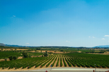 Fototapeta premium Viñedos del área de cultivo del Somontano con D.O. del mismo nombre, que tiene como centro la localidad de Barbastro, Huesca, Aragón.