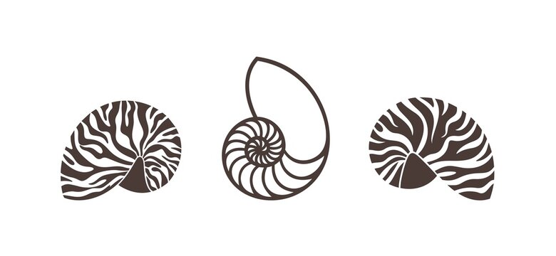 Nautilus shell. Isolated nautilus on white background