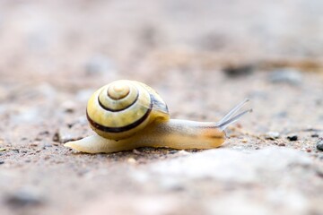Yellow and Black Snail on the sand