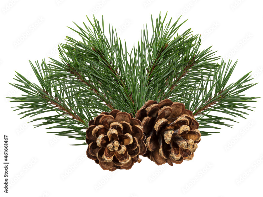 Poster a branch of a Christmas tree with cones in isolation on a white background