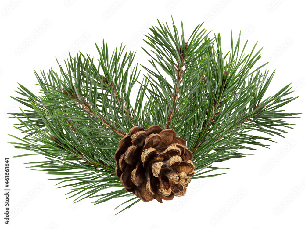 Poster a branch of a Christmas tree with cones in isolation on a white background