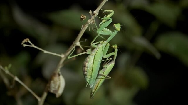 Mating Praying mantises. Paring mantises on a branch next to a clutch of Ootheca (egg mass). Transcaucasian Tree Mantis (Hierodula transcaucasica). Close up. Mantis mating. 4K-60fps