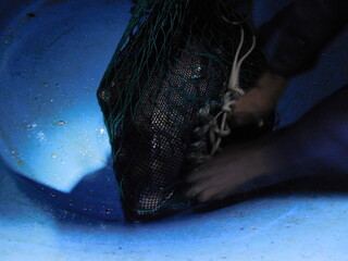 bighead carp Hypophthalmichthys nobilis  freshwater fish Asian carps most intensively exploited in...