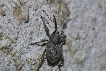 curculio glandium insect macro photo