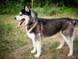 A black and white Siberian husky walking on a summer field.