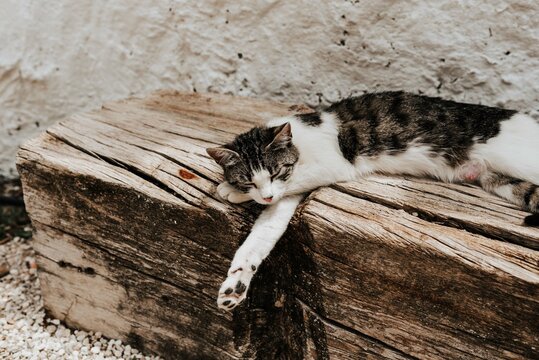 Gato durmiendo sobre madera. Gata madre tumbada en el exterior. Gato blanco y negro con pose relajada.