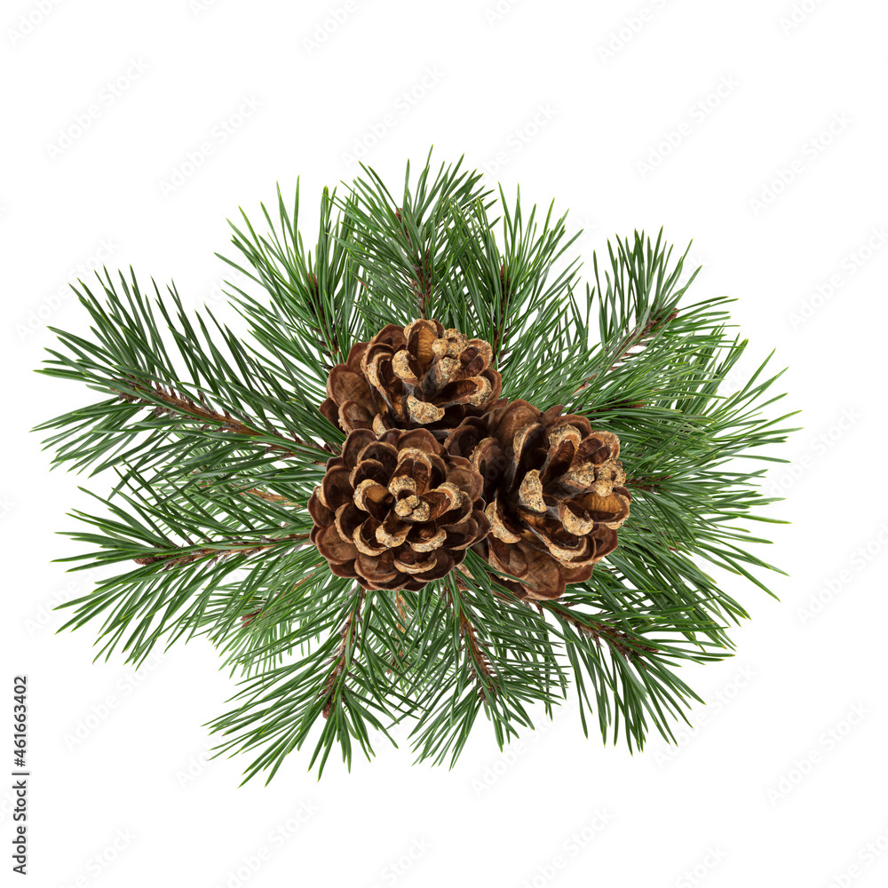 Poster a branch of a Christmas tree with cones in isolation on a white background