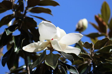 Southern magnolia foliage and flower.