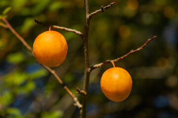 two yellow plums on a branch