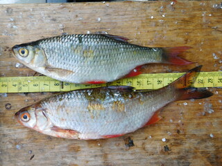 roach and rudd look at the difference betweeen two sympatric species of cyprinid fish rutilus...