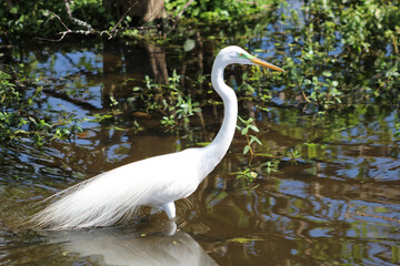 Obraz premium Great White egret breeding plumage