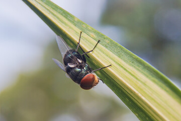 green fly insect that is easy to breed