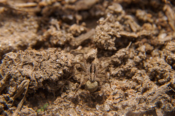 the spider is guarding the egg