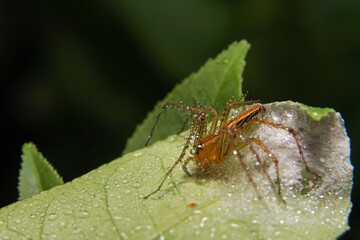 the spider is guarding the egg