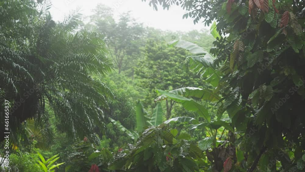 Canvas Prints a 4k footage of heavy rain in alta verapaz near lanquin in guatemala