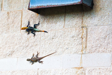Peter's rock agama lizard on a wall