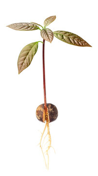 Young plant of avocado on a white background.