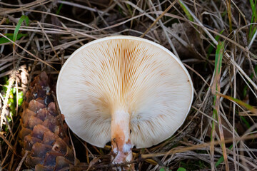 Hymenophore of Paxillus involutus or Brown roll-rim mushroom