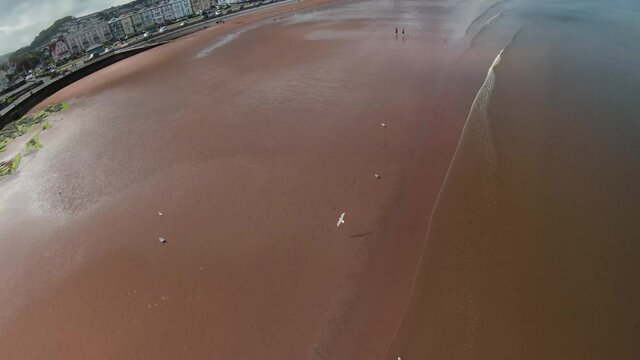 Seagulls along the beach (Paignton)