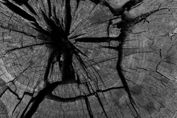 Old stump with cracks, close-up of an old stump