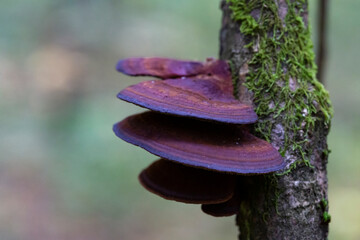 Fungus at a tree. Bracket fungus on tree bark. Fungus on Decaying Wood. Parasitic mushroom...