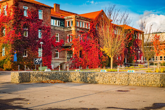 Autumn Ivy On School Building In Sweden