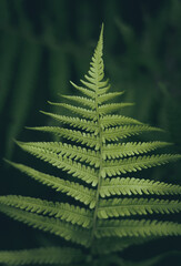 fern leaf in the forest