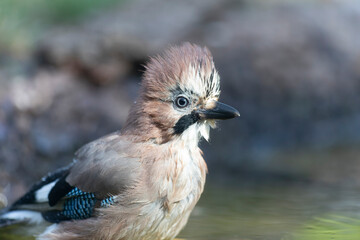 European Jay Garrulus glandarius juvenile or adult in close view