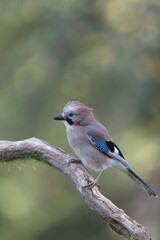 European Jay Garrulus glandarius juvenile or adult in close view