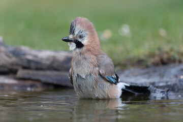 European Jay Garrulus glandarius juvenile or adult in close view