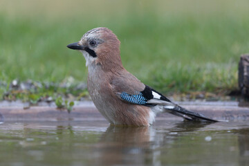 European Jay Garrulus glandarius juvenile or adult in close view
