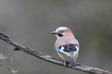 European Jay Garrulus glandarius juvenile or adult in close view