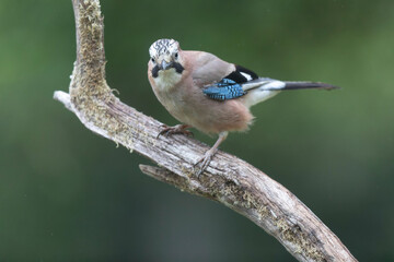 Obraz premium European Jay Garrulus glandarius juvenile or adult in close view