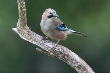 European Jay Garrulus glandarius juvenile or adult in close view