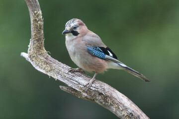 European Jay Garrulus glandarius juvenile or adult in close view