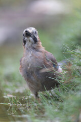 European Jay Garrulus glandarius juvenile or adult in close view