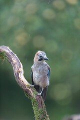 European Jay Garrulus glandarius juvenile or adult in close view